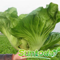 Heat oriental mustard Chinese mustard Gaichoy cabbage vegetable seeds